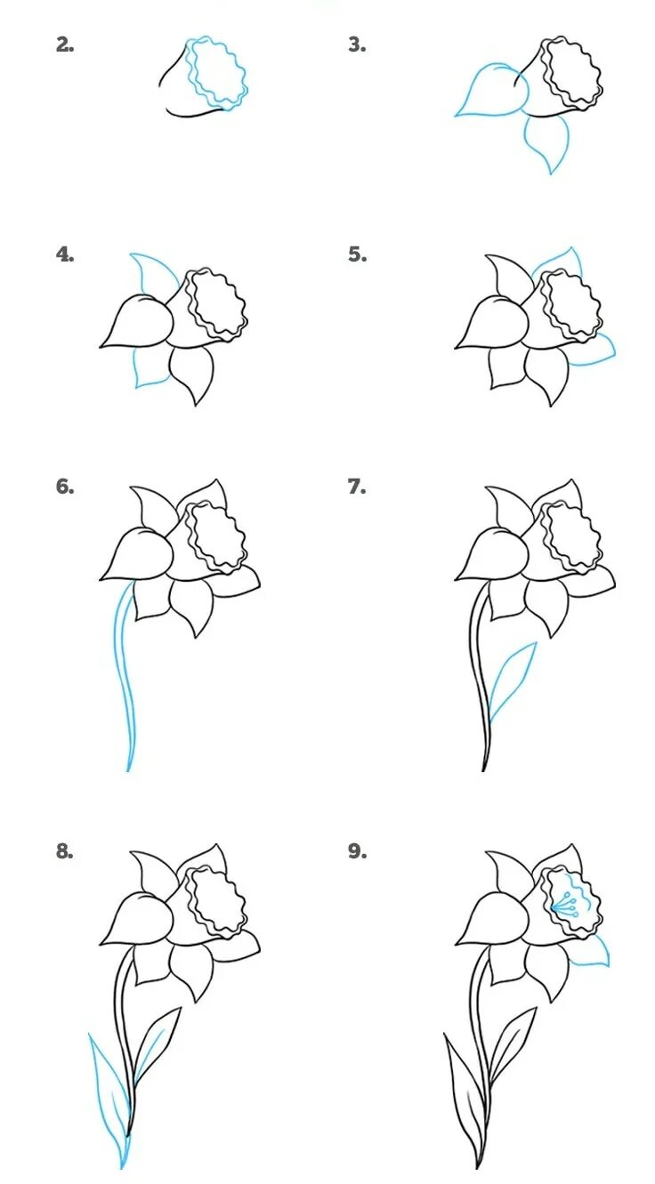 Как нарисовать цветы поэтапно для начинающих. Лёгкие цветы для рисования. Схемы рисования цветов. Рисунки для начинающих цветы. Цветы простым карандашом.