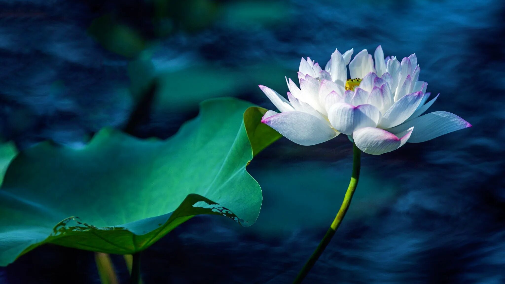 Лотосы на воде геншин. Белый Лотос Nymphaea Lotus. Лотус Фловер. Тысячелепестковый белый Лотос.
