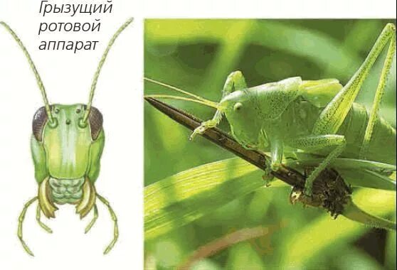 Отряд прямокрылые тип ротового аппарата. Прямокрылые ротовой аппарат. прямокрылые строение ротового аппарата. ротовые органы прямокрылых насекомых. ротовой аппарат саранчи.