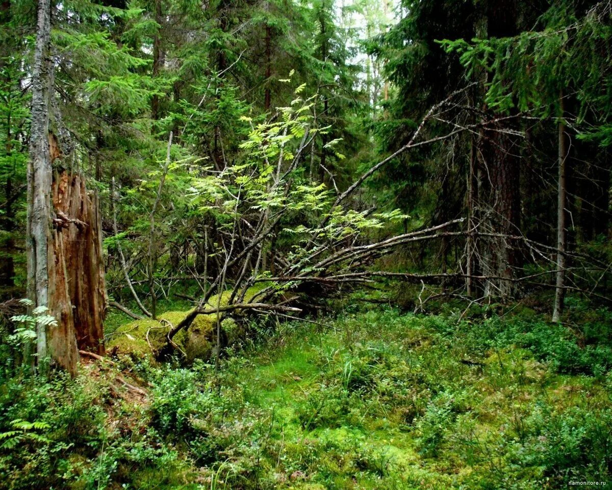 Лес чаща. Чаща и кратко. Село комягино лес столб. Стихотворение про лес. Кунашир замшелый лес.