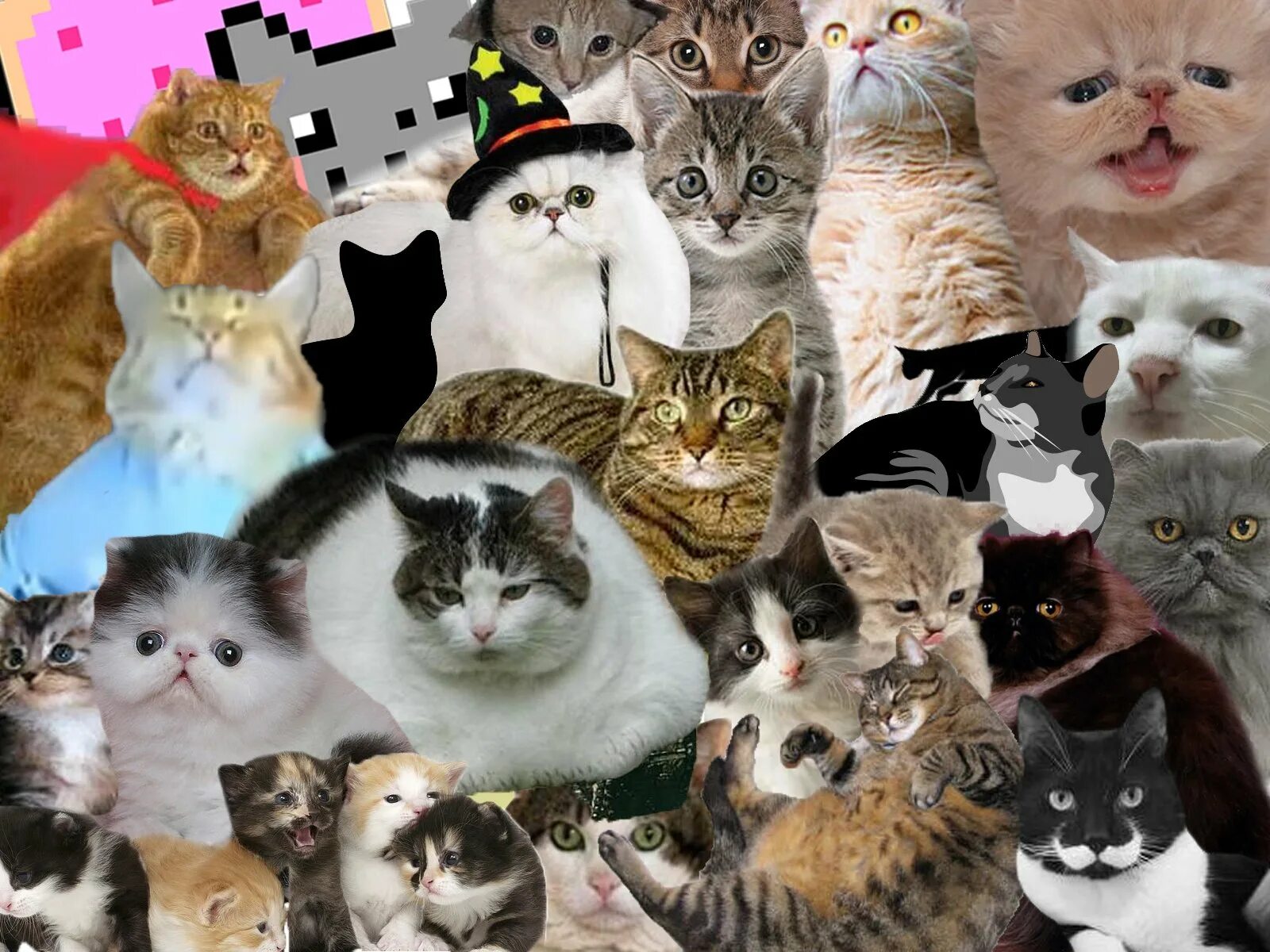 Много картинок. Много котов. Куча кошек. Много котят. Коллаж кошки.