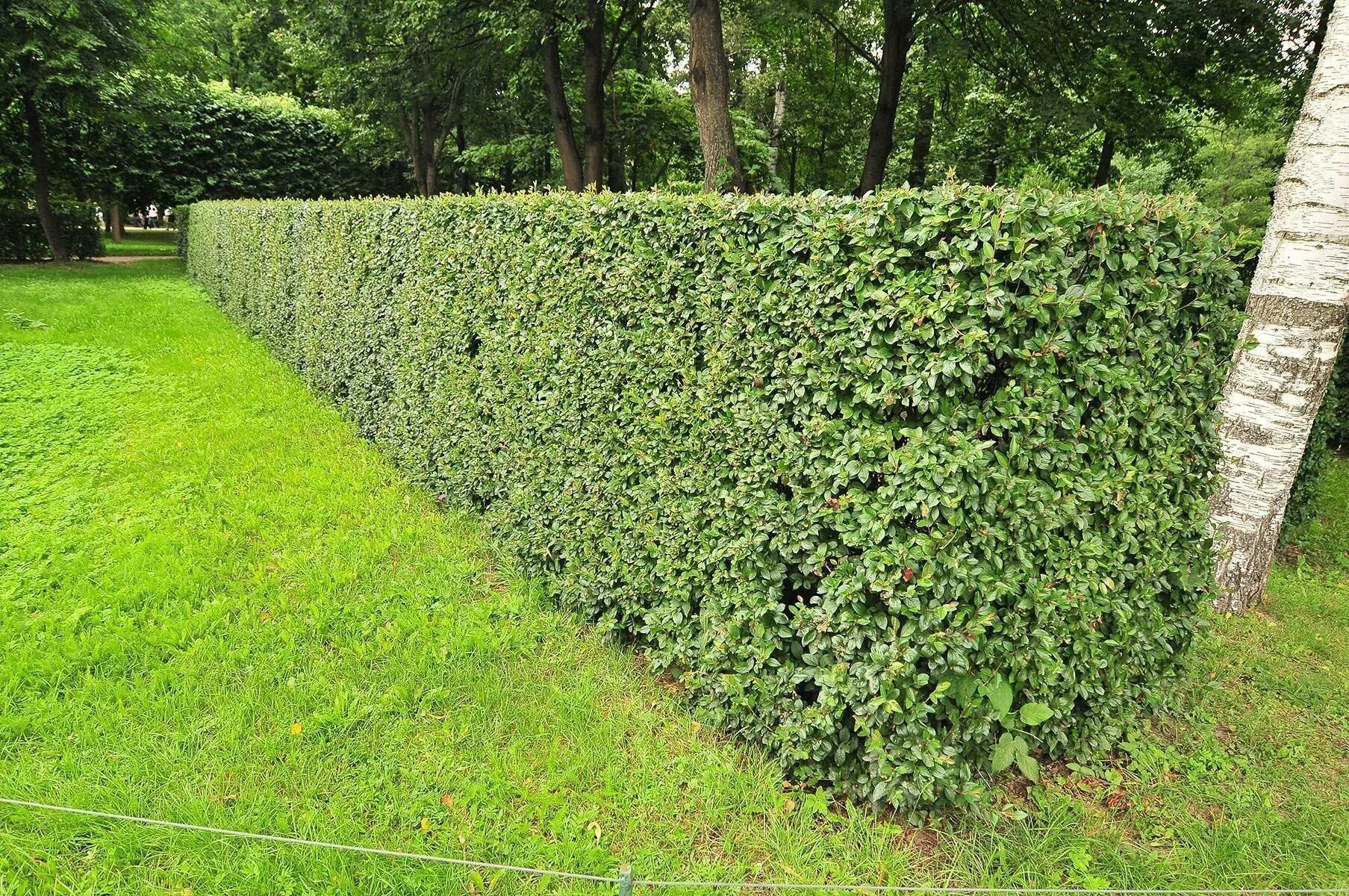 Кизильник cotoneaster lucidus. Как называются кустарники. Как называются кустарники. Спирея березолистная (spiraea betulifolia `tor`). Как называются кустарники.