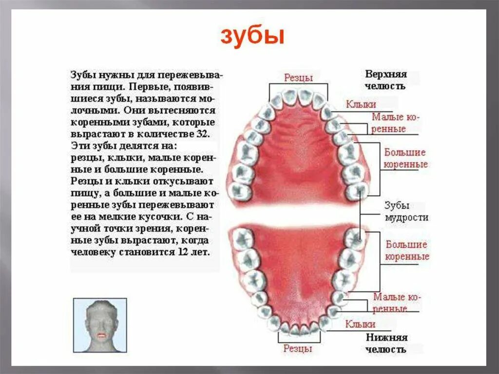 Названия зубов человека. Зубы человека. Название зубов. Название зубов у человека. Название зубов человека с картинкой.