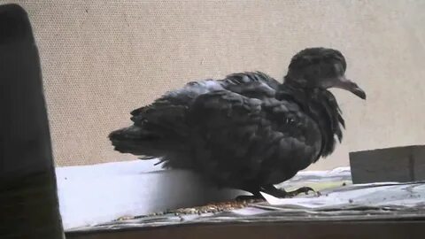 С далекого расстояния доносилось воркование голубя
