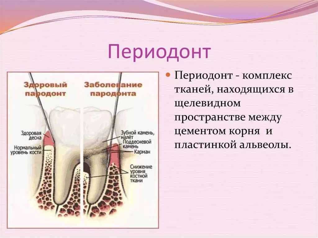 Ткани зуба периодонт строение. Периодонтит строение функции. Периодонт строение зубов. Понятие о периодонте. Альвеолярная десна