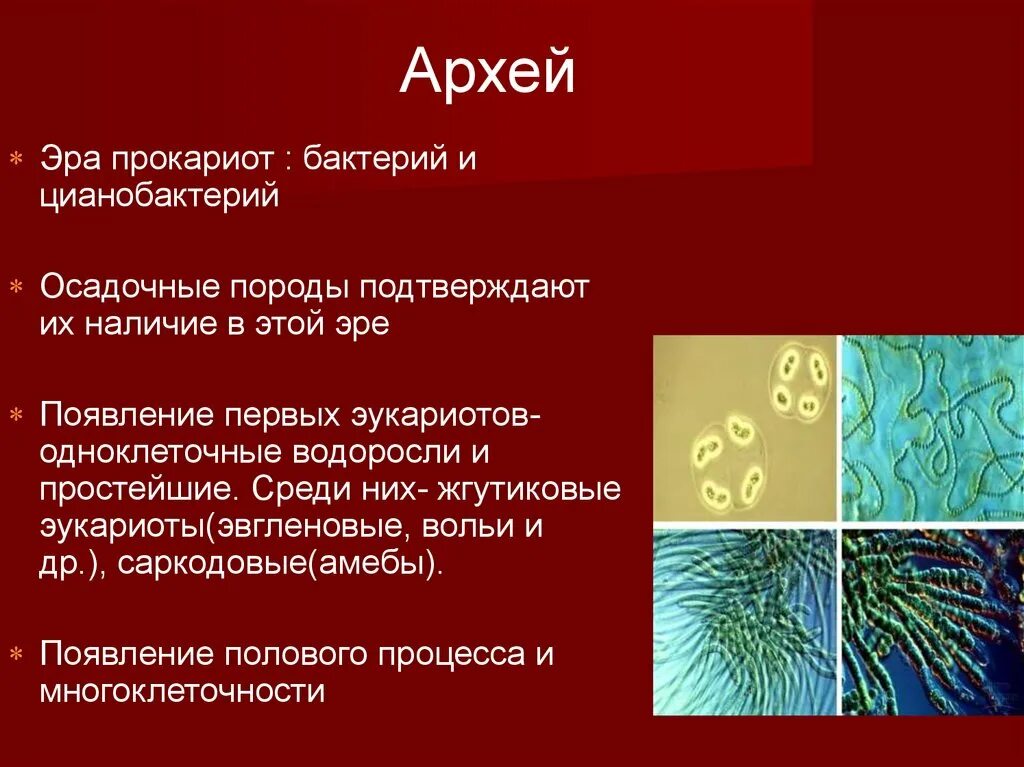 Архей Эра прокариот. Цианобактерии Архей. Эра прокариот бактерий и цианобактерий. Прокариоты архейской эры.