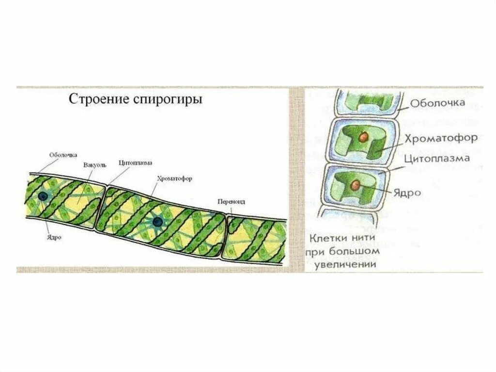 Лабораторная строение водорослей. Улотрикс и спирогира. Улотрикс клеточная стенка. Строение улотрикса водоросли. Строение многоклеточной водоросли улотрикс.