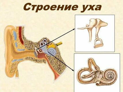 Строение уха для детей