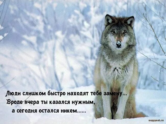 Волк Мем. Мемы с волками. Волчьи мемы лучшие. Волк и волчица Мем.