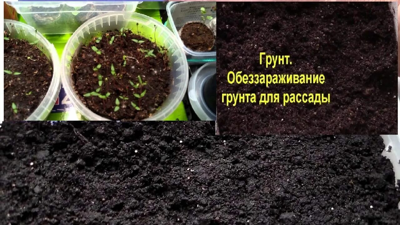 Посев томатов на рассаду обработки. Обеззараживание грунта для рассады. Подготовка почвы для рассады. Грунт для рассады помидор. Торфогрунт для рассады.