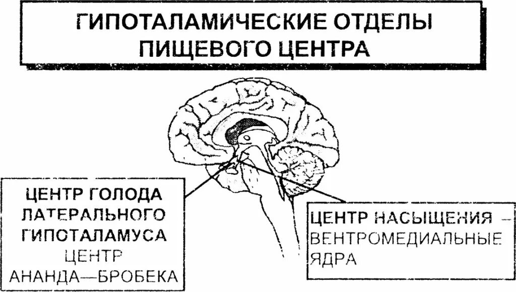 Центр насыщения в мозге. Гипоталамические центры голода и насыщения. Центр голода и насыщения расположен в. Гипоталамус центр голода и центр насыщения. Центры голода и жажды в гипоталамусе.