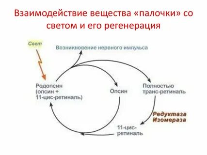 Возникнуть нервно