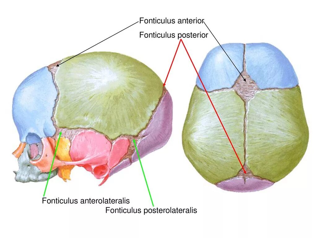 Швы и роднички. Fonticulus posterior. Роднички анатомия. Швы черепа у новорожденного вид сверху.