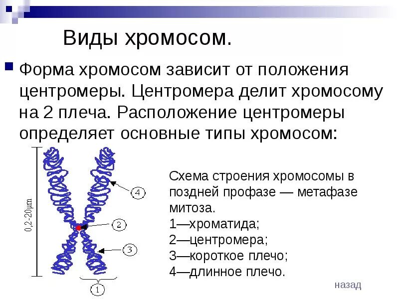 Какую форму имеет хромосома. Хромосомы строение и функции. Типы строения хромосом человека. Схема строения хромосомы. Виды строение и функции хромосом.