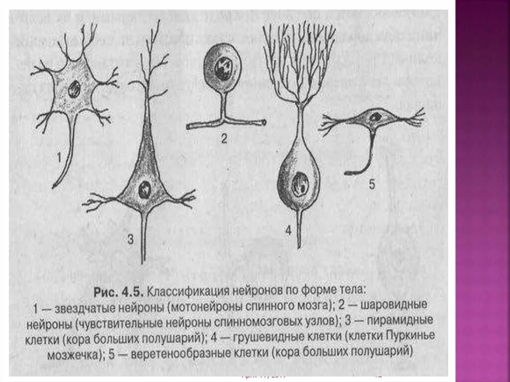 Классификация нейронов спинного мозга. Классификация нейронов по функциям таблица. Классификация нейронов по форме тела. Строение нейрона классификация нейронов.