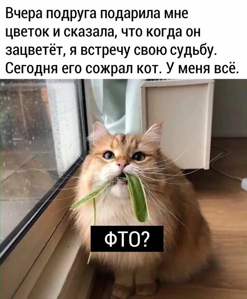 Не говорите ему что он кот. Кот юмор. приколы с котами. смешные картинки с котами. юмор коты с надписями.