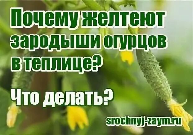 Желтеют завязи огурцов чем подкормить в теплице