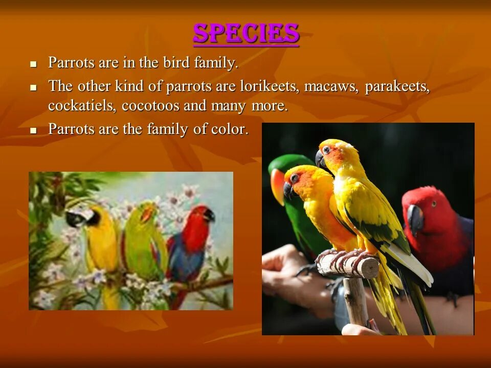 Пако попугай. Texts about parrots. Проект my favourite pet parrot. My parrot перевод. My parrot перевод.