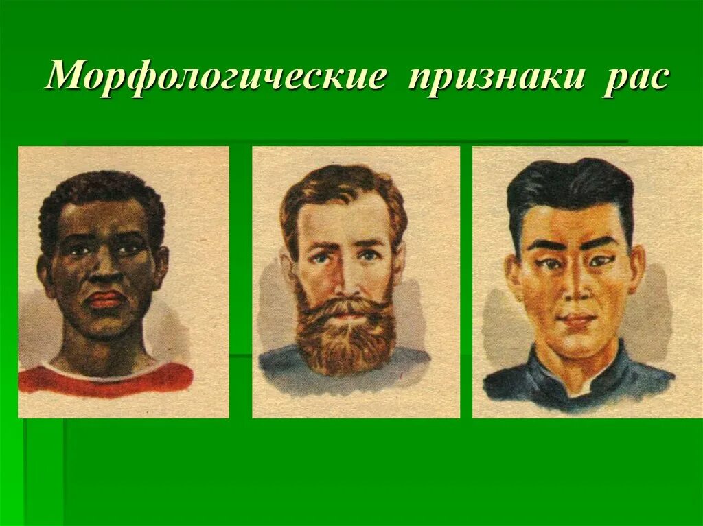 Несколько рас. Расы людей. современные расы человека. расы человека таблица. основные расы людей.