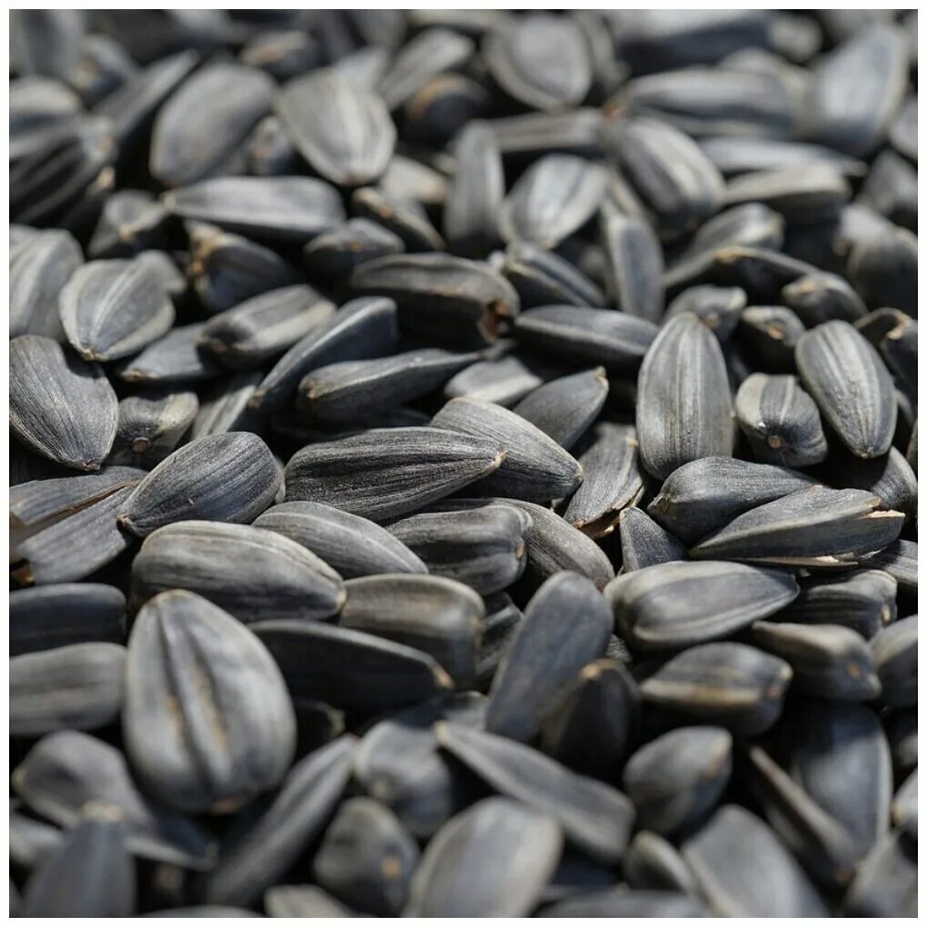 Семечки. Семечка подсолнуха. Гелиос семечки. Данные семечки. Семечки весовые.