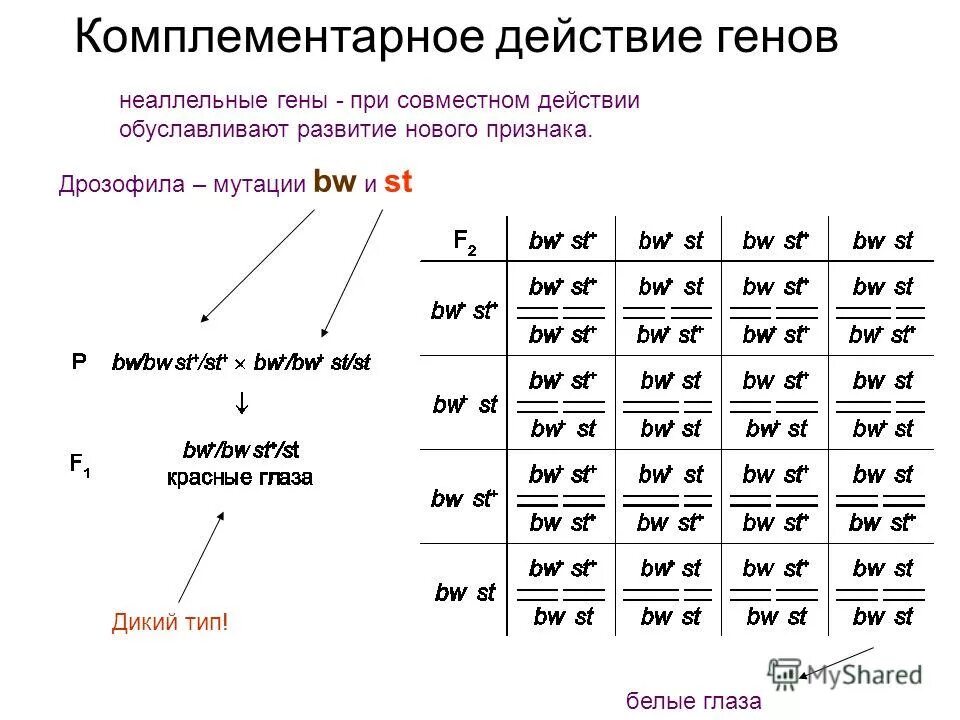 Комплементарное действие генов. Комплементарное действие генов примеры. Комплементарное действие Гена. Тип комплементарности в генетике.