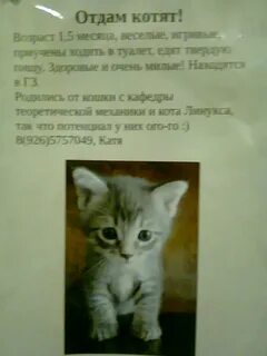 Текст отдам котят