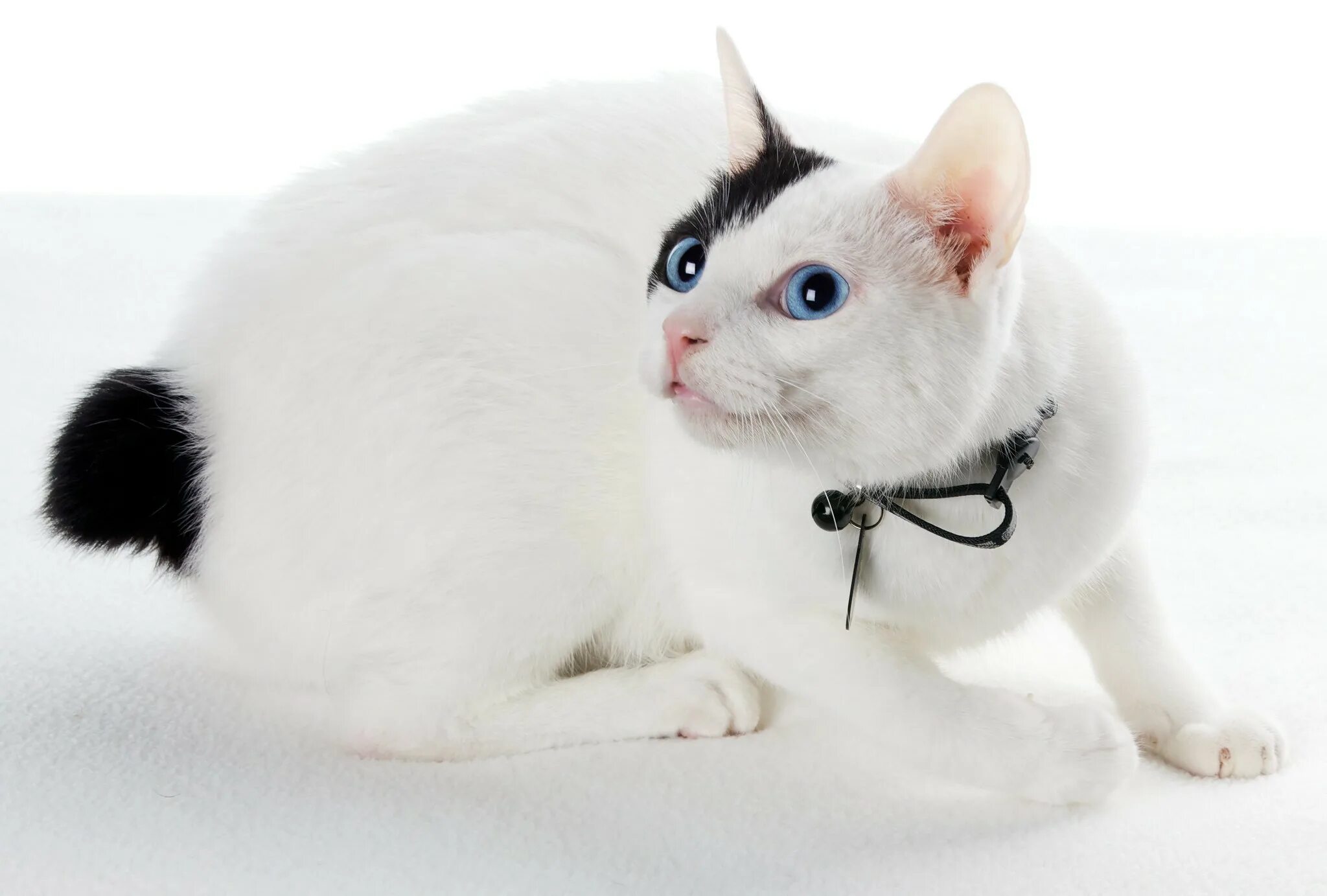 Рассмотрите фотографию кошки породы японский бобтейл. Японский бобтейл. Японский бобтейл кошка. Порода кошек японский бобтейл. Японский бобтейл белый.