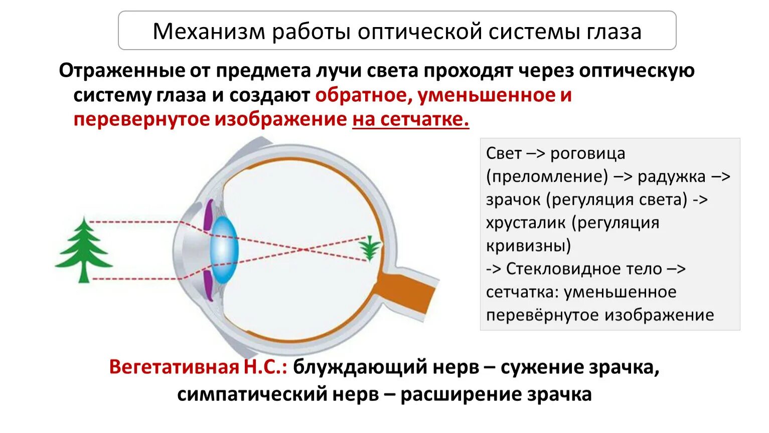 Презентация 8 класс "Зрительный анализатор"