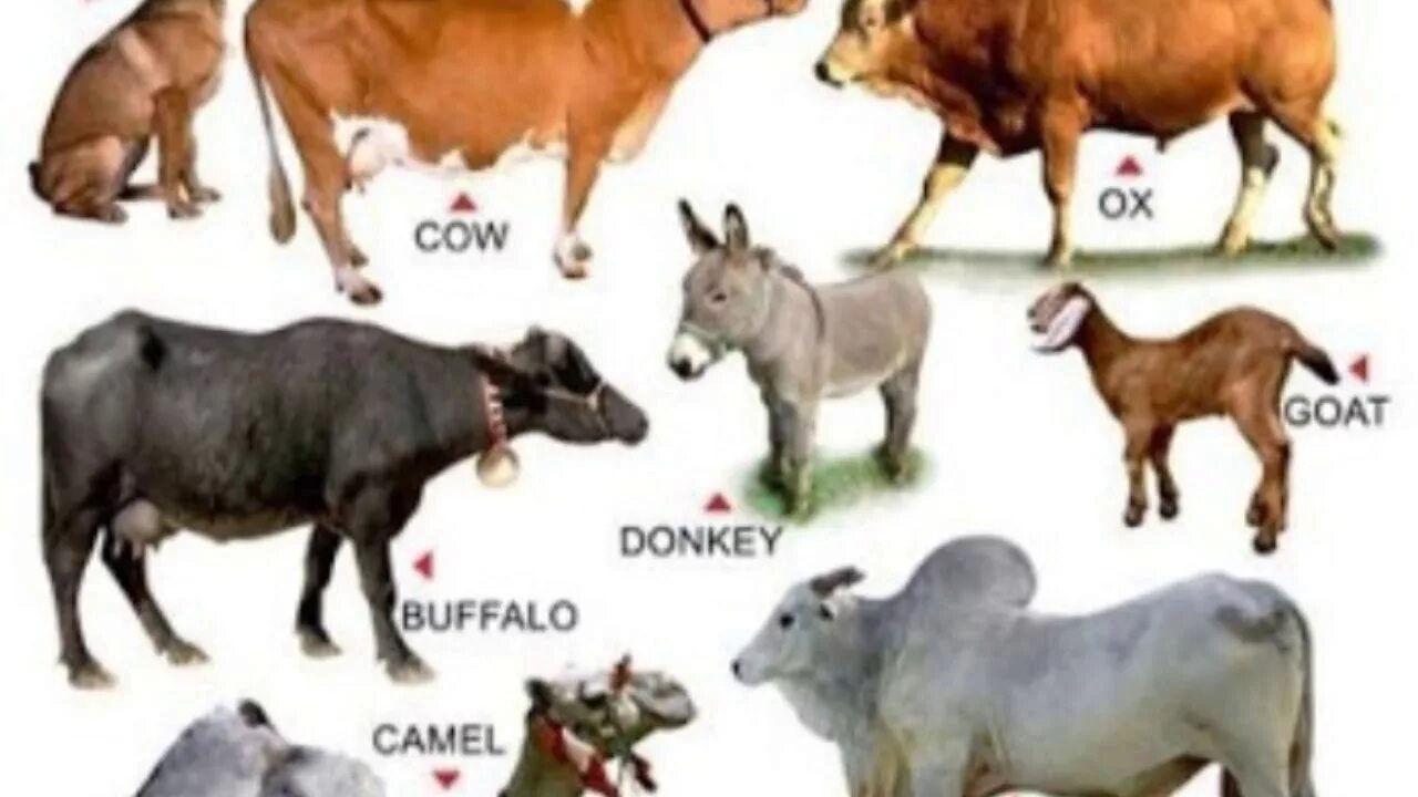 Animal categories. Domestic animals vocabulary.