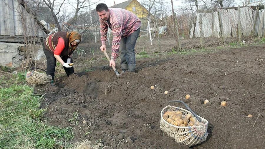 Как сажать картошку весной в открытый грунт. Сажать картошку. Посадка картошки. В огороде про картофель посадка. Посадка картофеля на приусадебном участке.