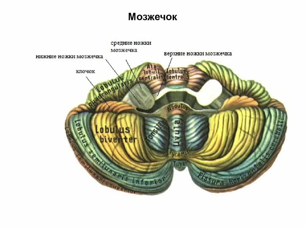 Структурные компоненты мозжечка. Строение мозжечка снизу. Ни клочка. Строение мозжечка дольки. Доли червя мозжечка анатомия.
