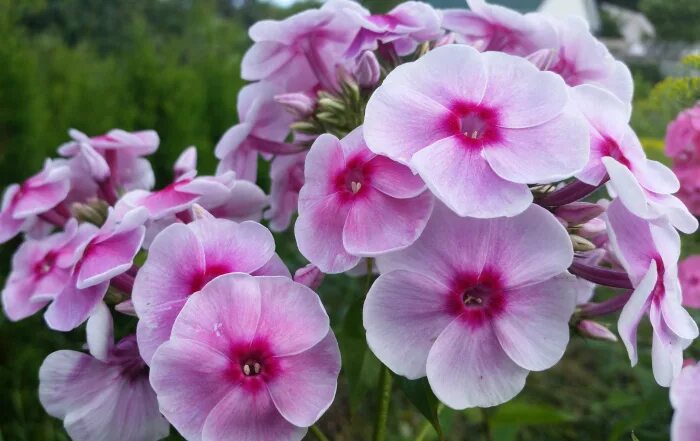 Флокс метельчатый сандринхем. Флокс метельчатый nadia. Флокс метельчатый саншайн. Флокс даниэлла. Флокс метельчатый цветок.