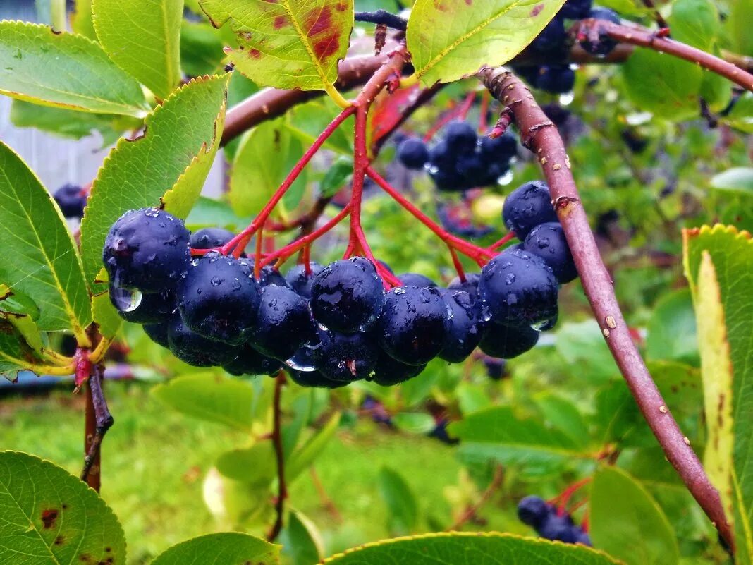 элеутерококк осенью. арония черноплодная «хугин». лучшая черноплодная рябина. рябина черная (арония). саженец арония (рябина черноплодная),.