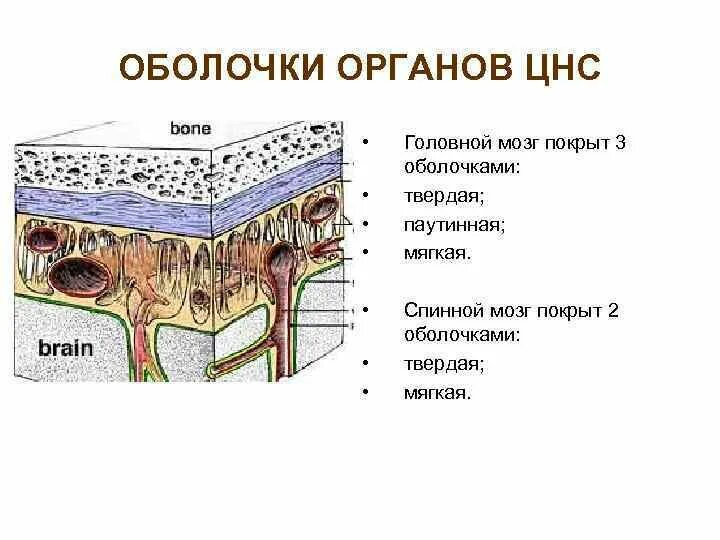 Головной мозг покрыт оболочками. Паутинная оболочка головного мозга. Мягкая и паутинная оболочки головного. Головной мозг покрыт 3 оболочками.