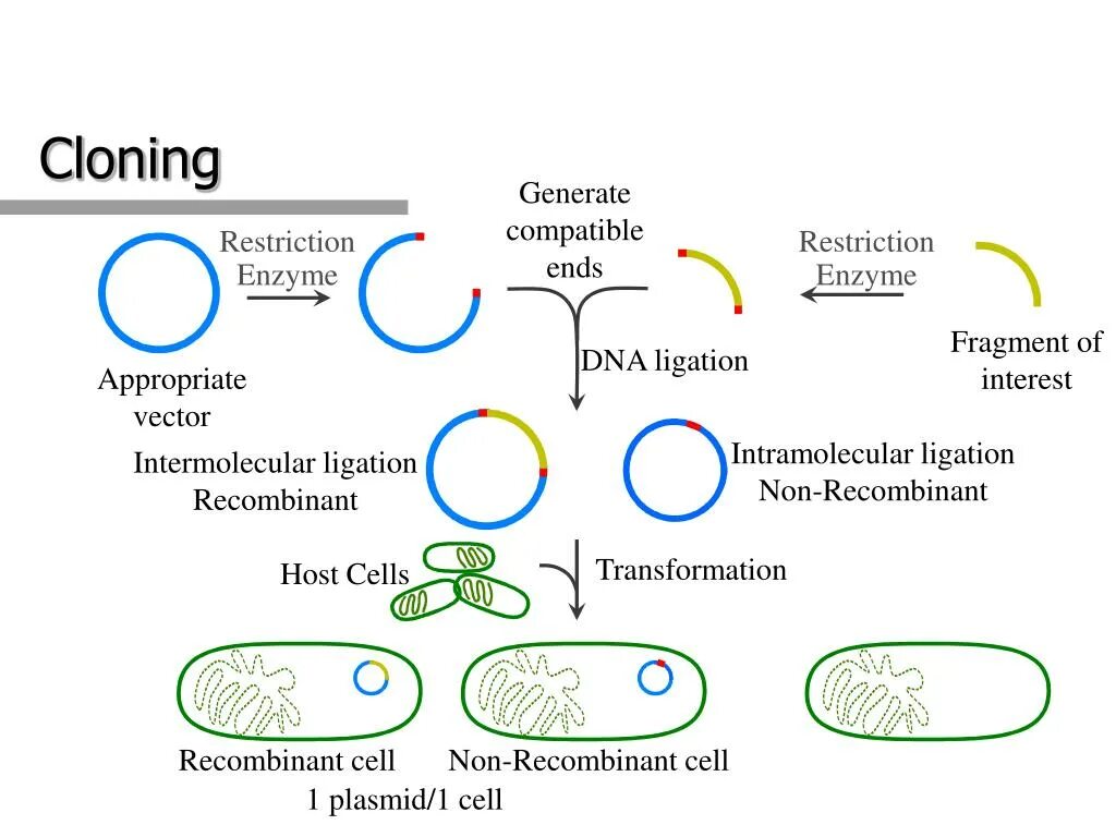 Клонирование плазмиды. Молекулярное клонирование. Общая схема молекулярного клонирования. Клонирование ДНК схема. Клонирование ДНК in vivo.