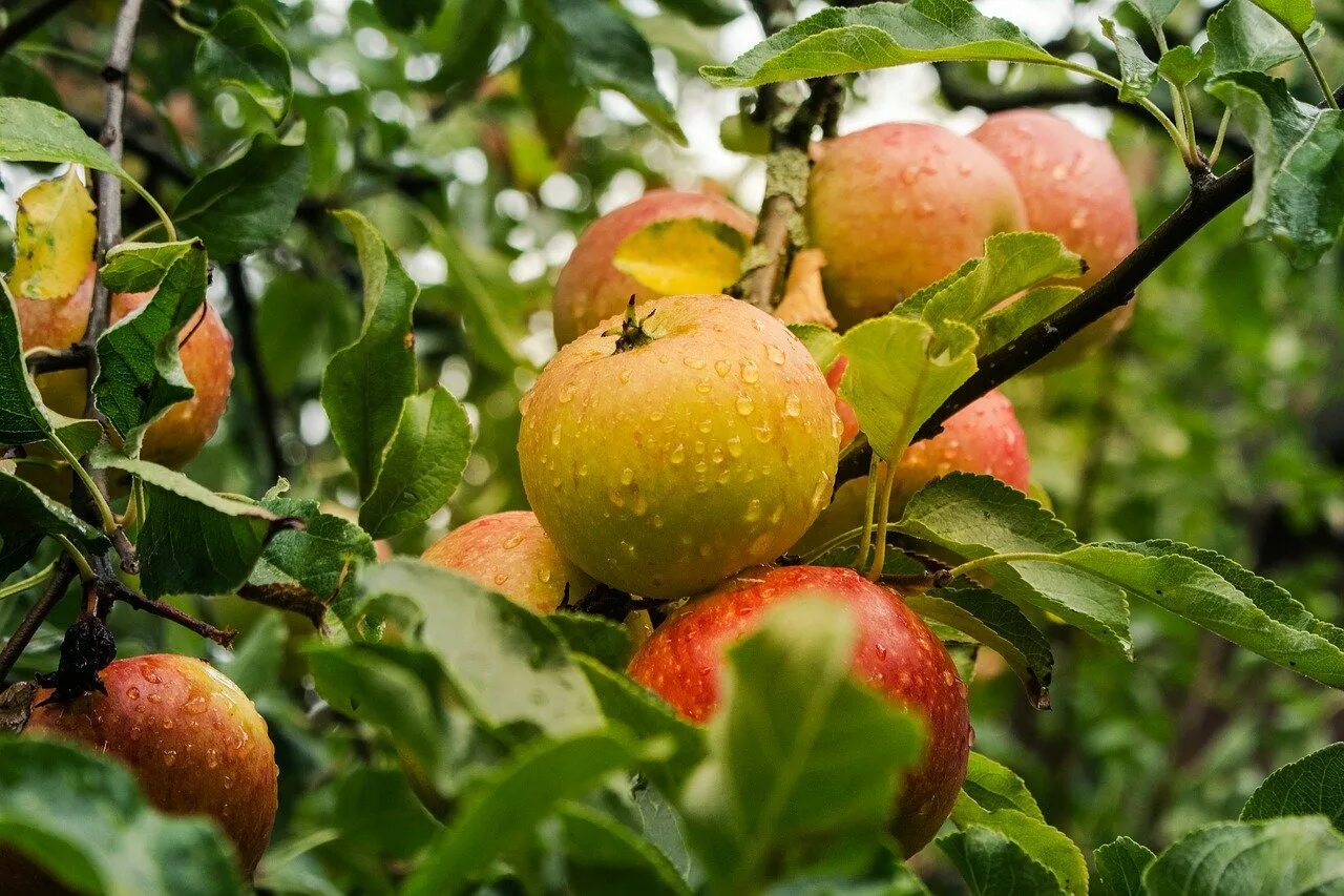 В саду где растут яблоки. Суперинтенсивный Яблоневый сад. Плодовые деревья. Яблоневый сад с яблоками. Интенсивный сад яблоня.