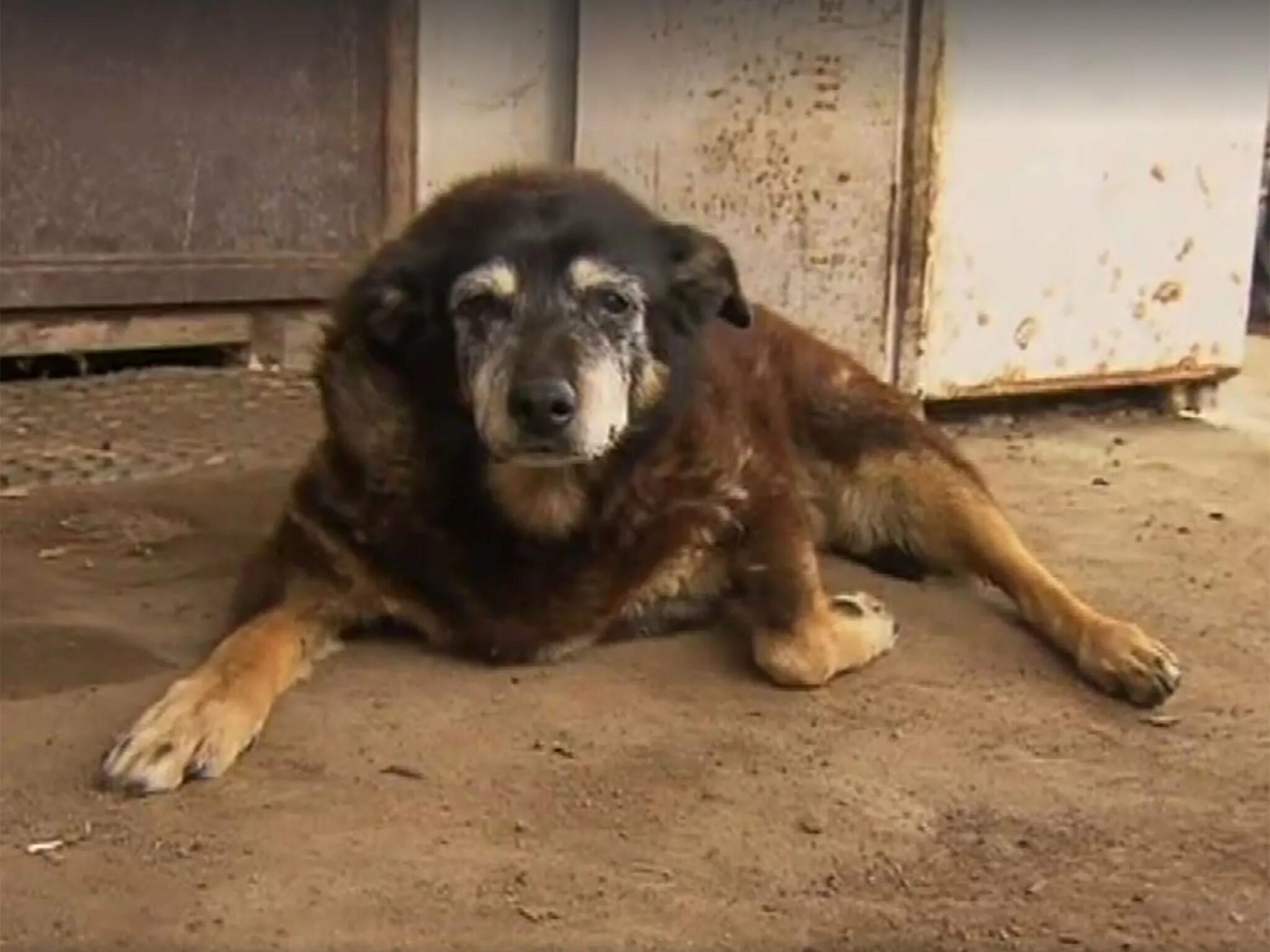 Собака долгожитель Блу. Самая собака долгожитель в мире. Австралийская келпи Мэгги. Бобби собака долгожитель.