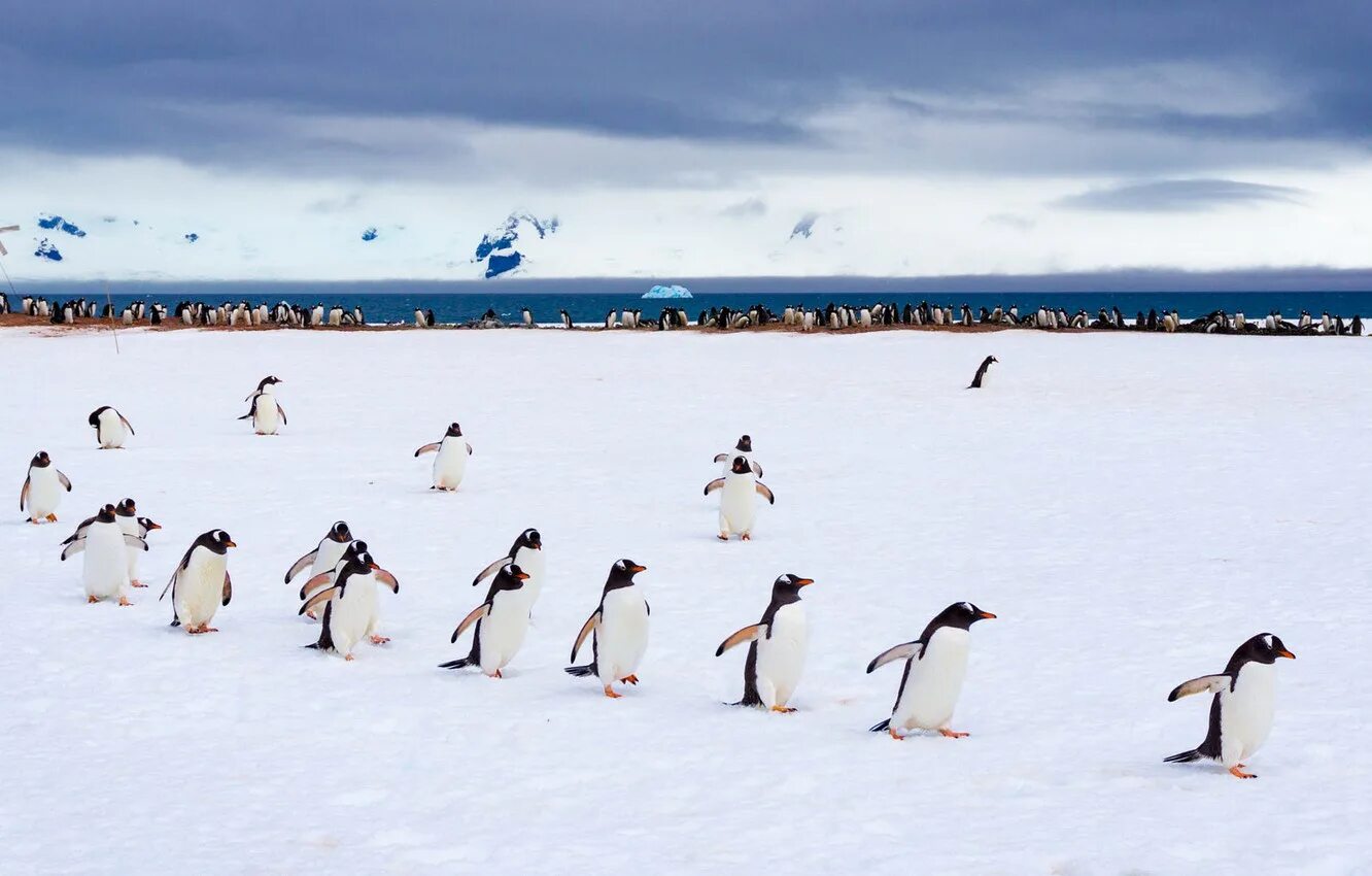 Пингвины. Стая пингвинов. Пингвины в Арктике. Фотографии пингвинов. Среди пингвинов есть и драчуны найти