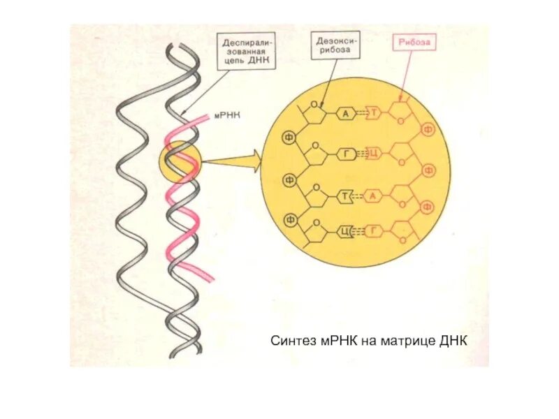 Процесс синтеза информационной рнк. Синтез м рнк. матрица для синтеза рнк. синтез рнк на матрице днк. синтез мрнк на матрице днк.
