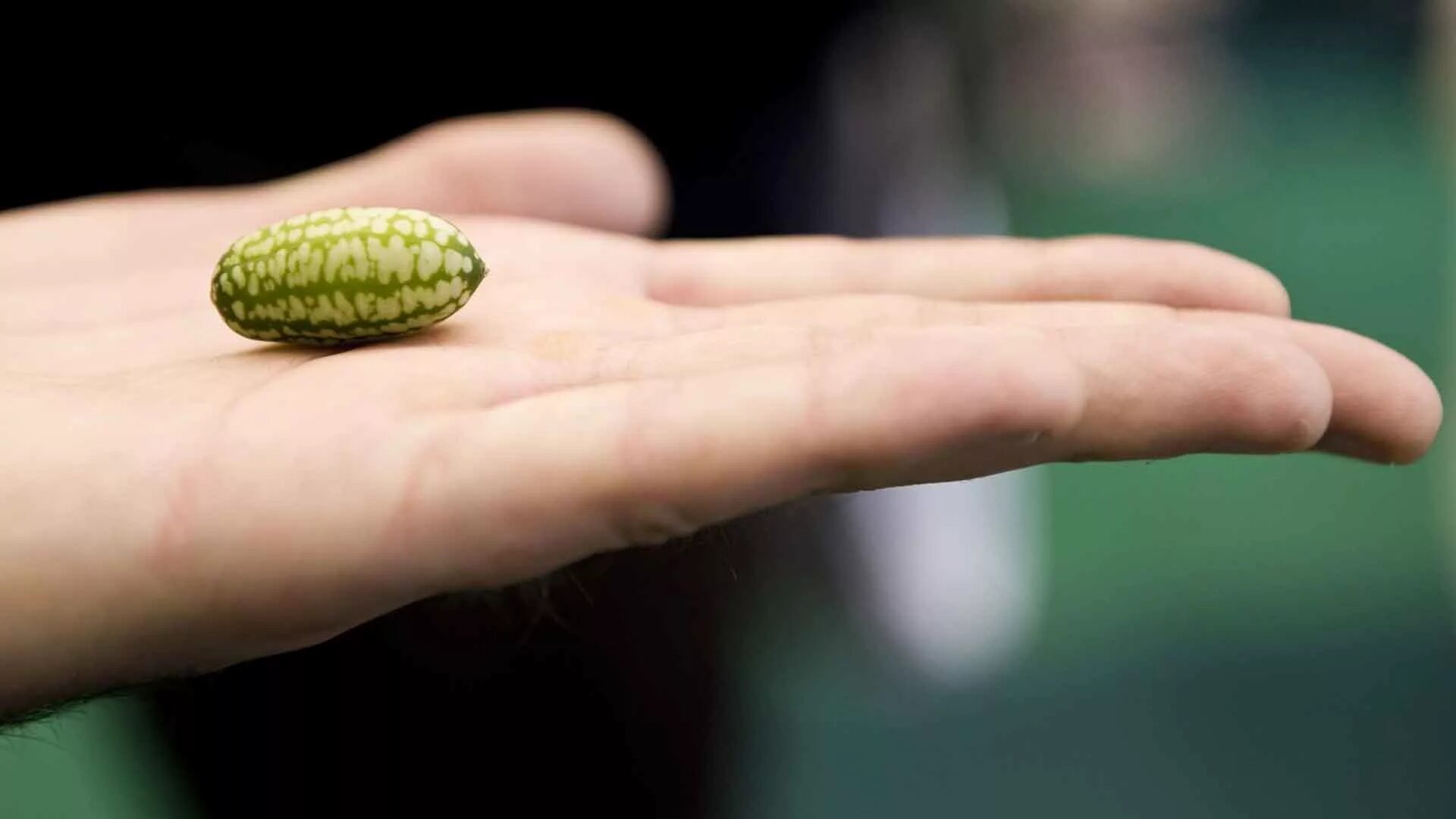 Маленький бодибилдер. Барбадосская узкоротая змея. Маленький огурчик. Малинки чилен. Мужчины с маленьким пенисом.