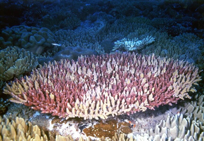 колониальный коралл. колониальные коралловые полипы. коралловые полипы кораллы. колониальный коралл. колония кишечнополостных коралловых полипов.