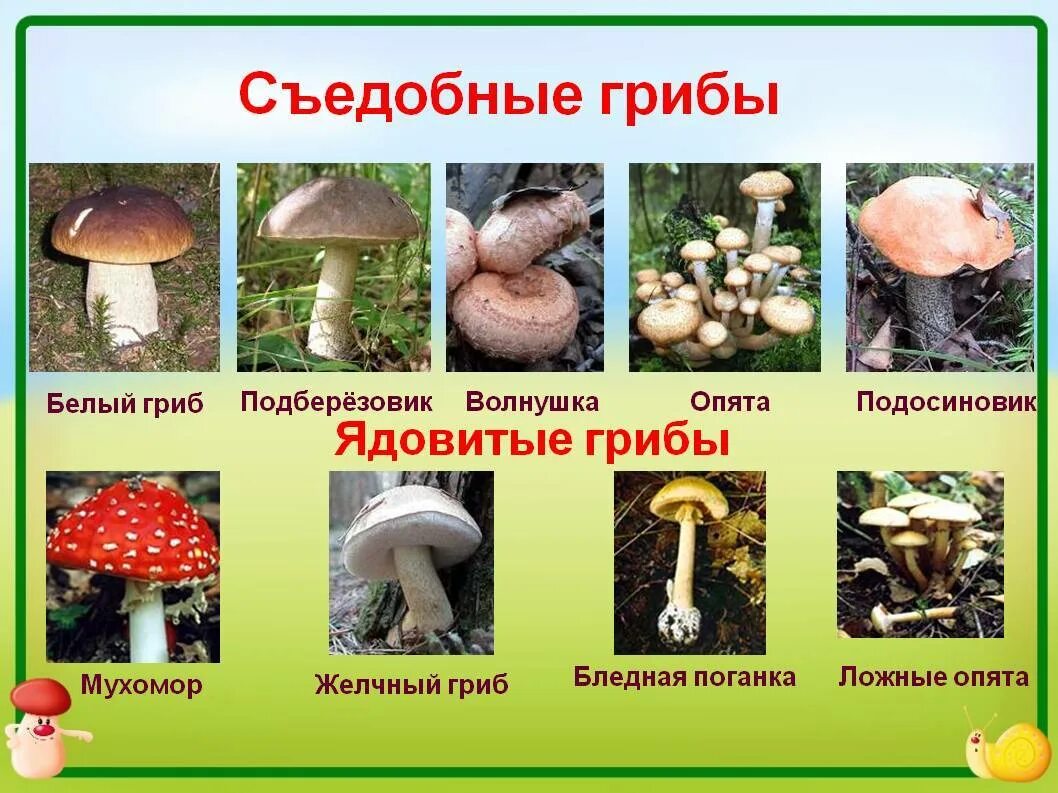 Грибы съедобные и несъедобные с названиями. Съедобные грибы и несъедобные грибы. Название съедобных и несъедобных грибов. Грибы съедобные несъедобные и ядовитые. Какой гриб пьют