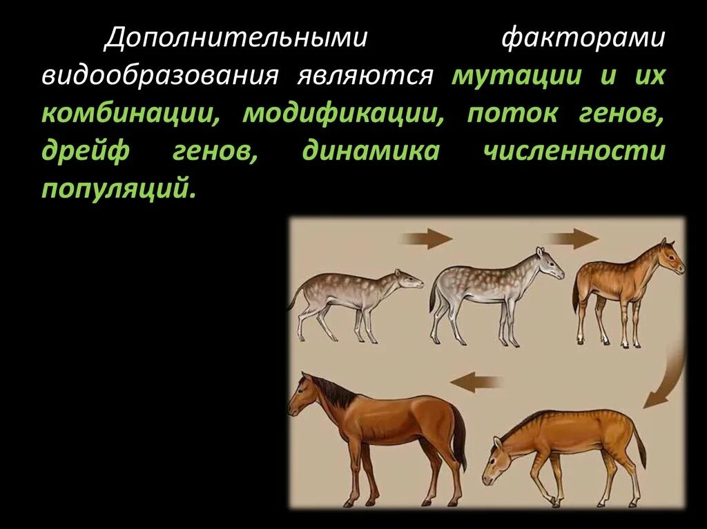 Критерии видообразования. Филетическое видообразование. Видообразование примеры животных