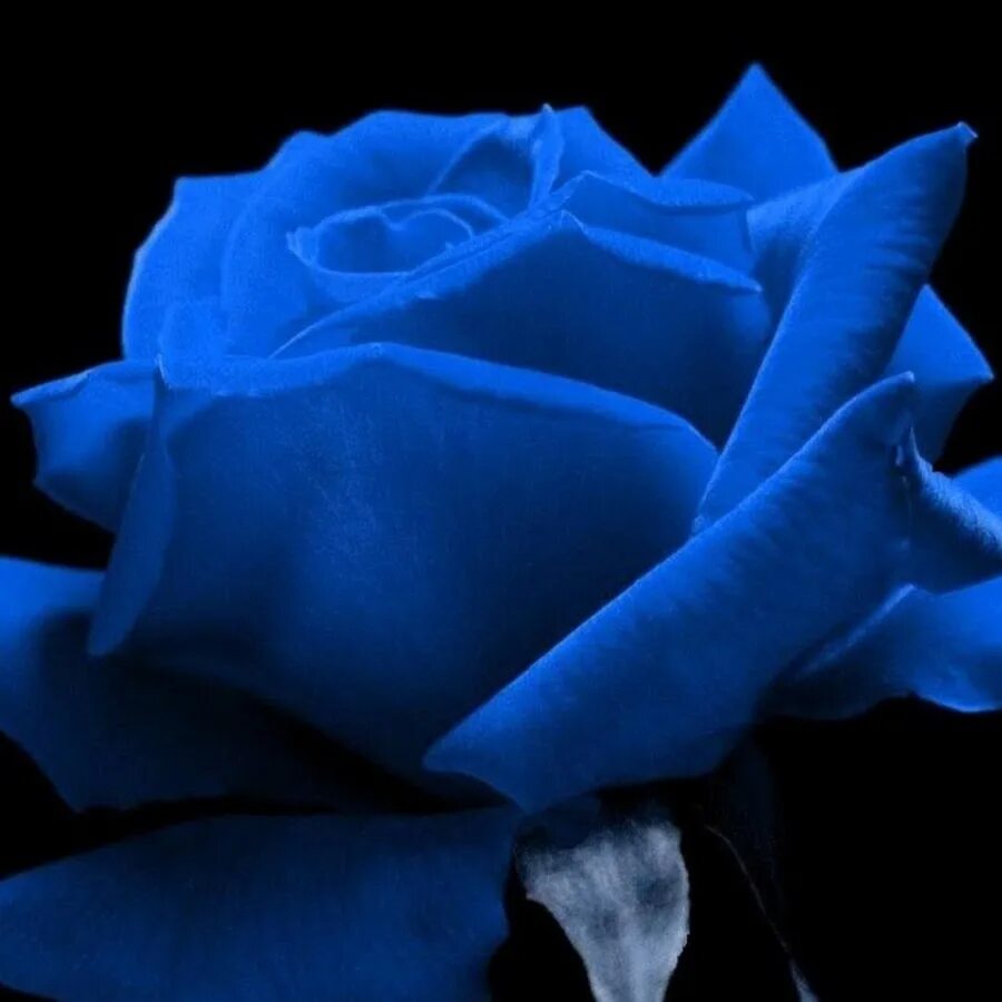 Голубые розы сантори. Розы синего цвета. Розы синего цвета. Песни blue rose. Песни blue rose.