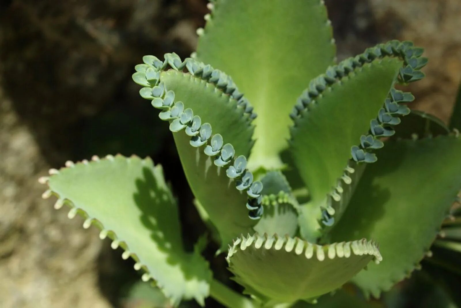 Каланхоэ бриофиллум. Каланхоэ Дегремона. Каланхоэ Дегремона (Kalanchoe daigremontiana). Бриофиллум Дегремона. Коланхоя