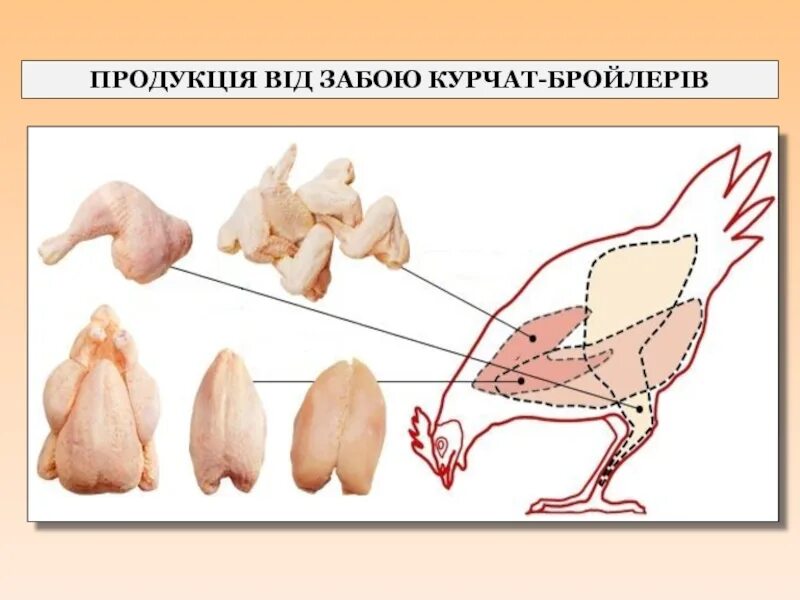 Какие части курицы лучше. Части тушки курицы. Схема разделки курицы. Схема обвалки курица. Разделка тушки курицы схема.