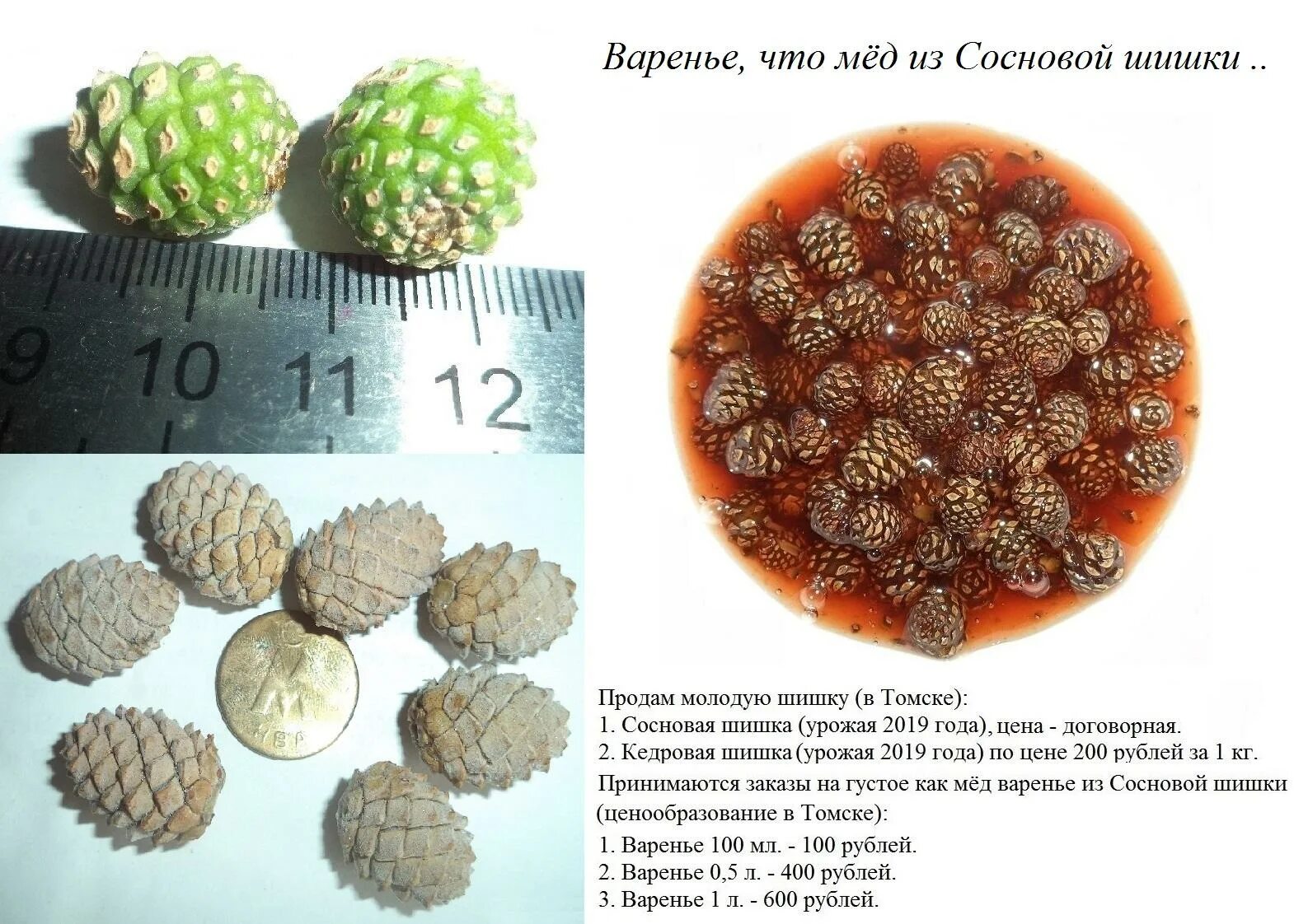 Строение семенной шишки сосны обыкновенной. Еловые шишки маленькие. Задания белочка собирала шишки ели и сосны. Сколько остается шишка. Строение шишки лиственницы.