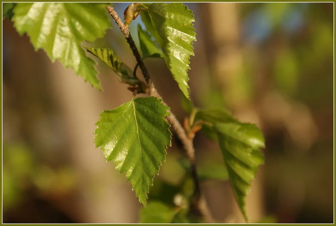 молодые листочки березы. молодые листочки березы. молодые листья березы. молодые листья березы. молодые листочки березы.