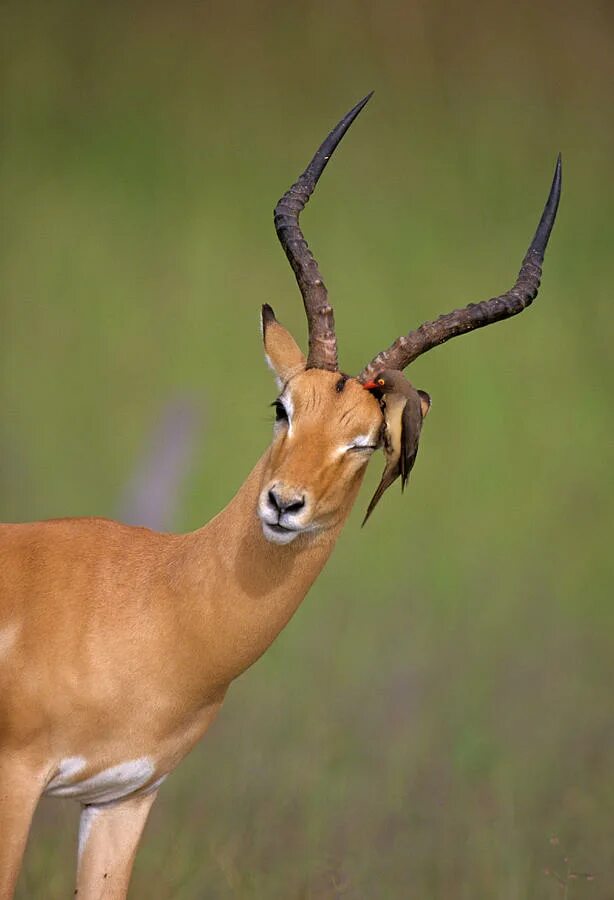 Газель антилопа. Как выглядит животное газель. Монгольская антилопа дзерен. • песчаная газель (gazella leptoceros). Антилопа спрингбок.