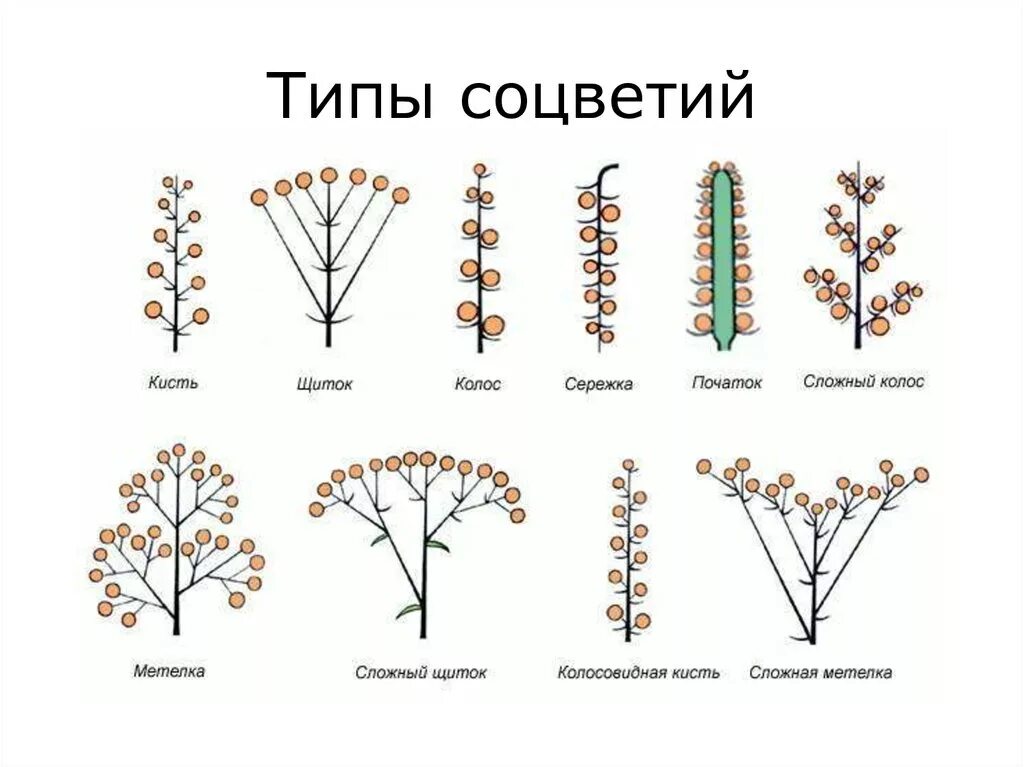 Соцветие колосовидная метелка. Типы соцветия растений. Соцветия типы соцветий. Колосовидная кисть соцветие.